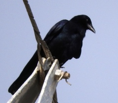 Corvus sinaloae