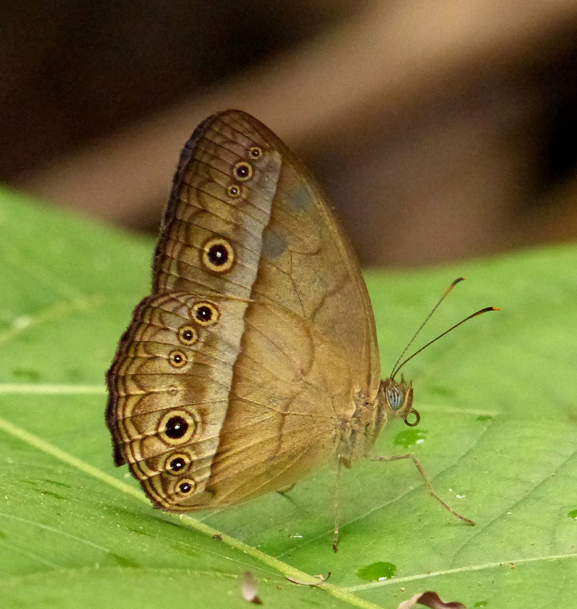 Purple Bushbrown (Mycalesis orseis) · iNaturalist