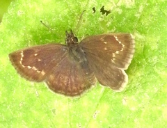 Pholisora