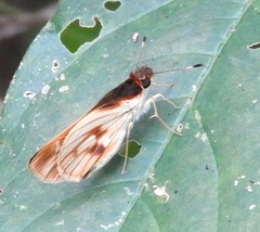 Vettius fantasos