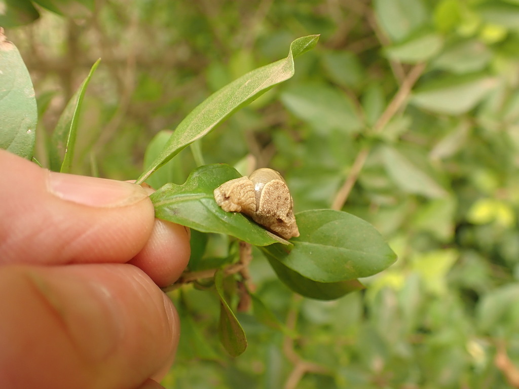 Common Land Snails and Slugs from Kanungu, Uganda on February 22, 2023