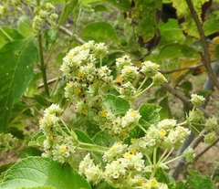 Lippia umbellata