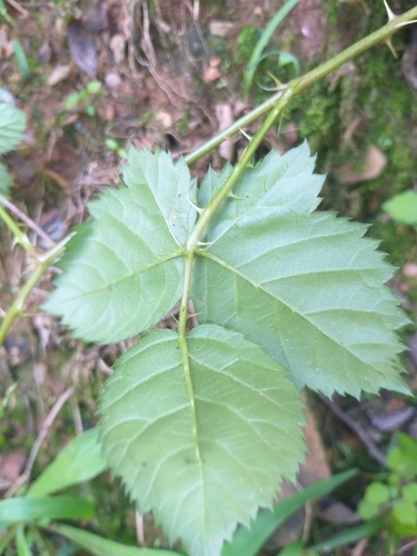 Image of Rubus affinis by (c) kevin koen, some rights reserved (CC BY-SA)