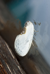 Cilix hispanica