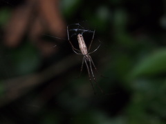 Tetragnatha ceylonica