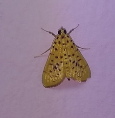Conogethes
