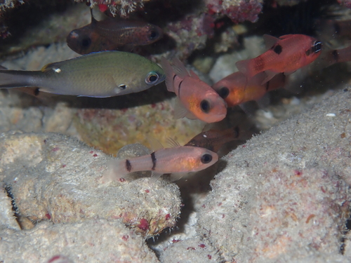 Barred cardinalfish (Apogon binotatus) — Apogonidae — 3