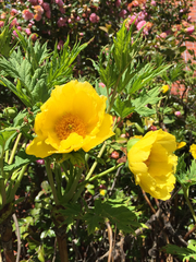 Paeonia ludlowii