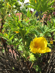 Paeonia ludlowii