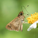 Pasture Skipper - Photo (c) nsawyer21, some rights reserved (CC BY-NC)