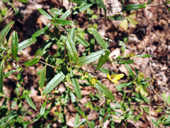 Hypericum sphaerocarpum