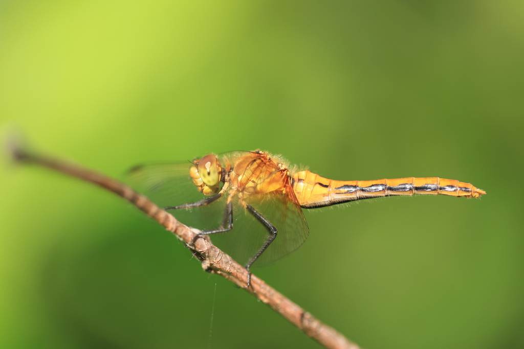 Cherry-faced Meadowhawk from Astotin Lake Recreation Area Elk Island ...