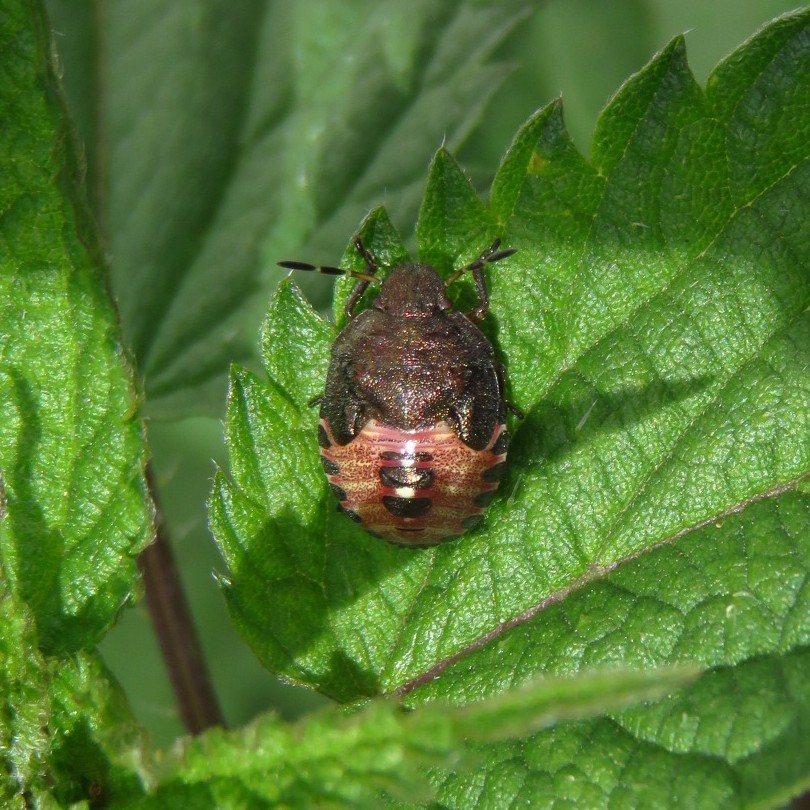 Vernal Shield Bug
