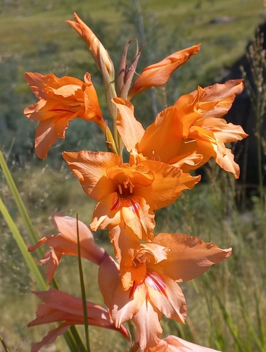 Image of Gladiolus oppositiflorus by no rights reserved