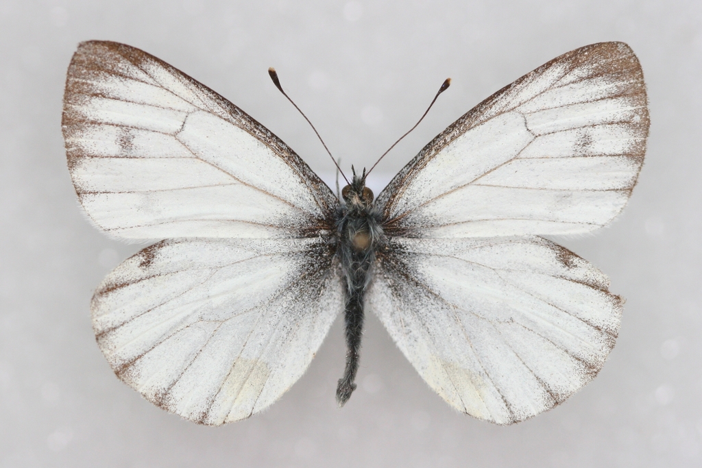 Pieris turcica