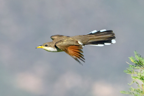 Yellow-billed Cuckoo