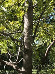 Gleditsia triacanthos