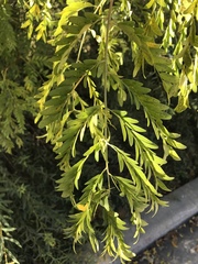 Gleditsia triacanthos