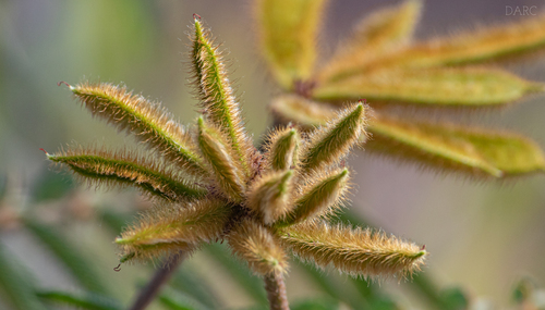 Giant Sensitive Plant