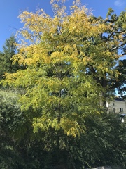 Gleditsia triacanthos