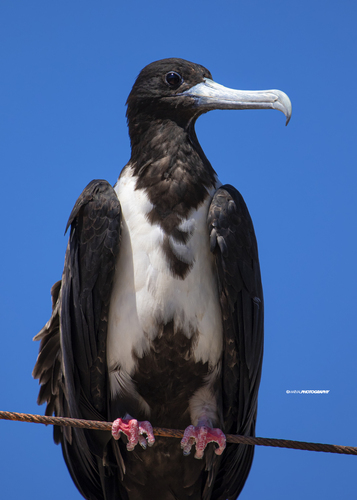 Rabihorcado magnífico (Fregata magnificens)