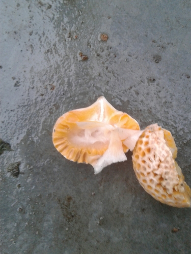 Cyttaria espinosae image