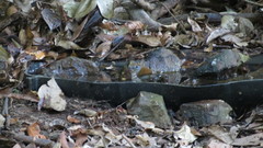 Willisornis vidua