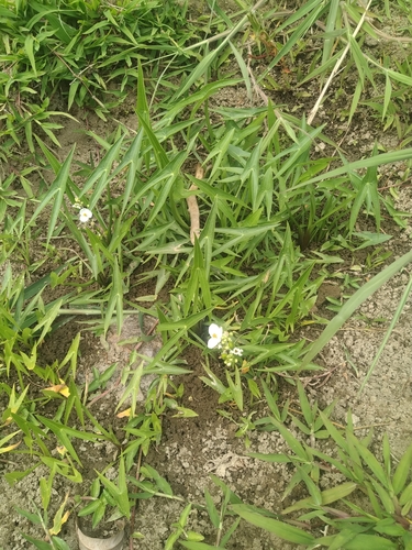 Sagittaria trifolia iNat (3)
