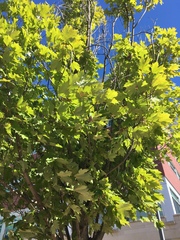 Acer rubrum