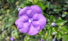 Brunfelsia uniflora