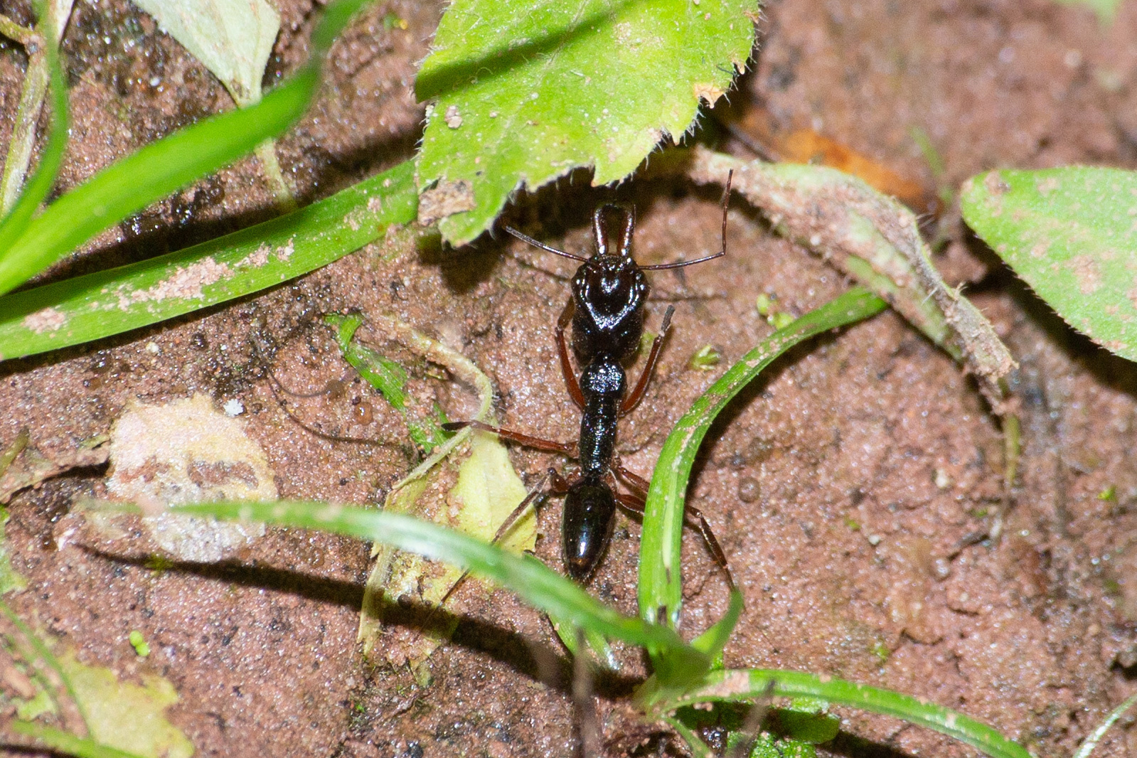 Odontomachus circulus