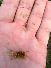 Cyperus ligularis