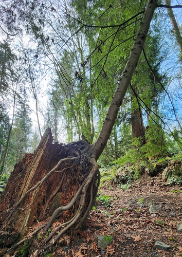Western hemlock (Tsuga heterophylla)