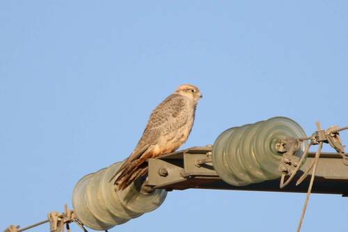 Halcón borní (Falco biarmicus)