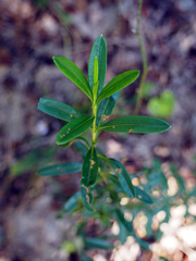 Hypericum sphaerocarpum