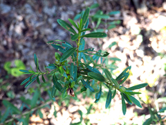 Hypericum sphaerocarpum