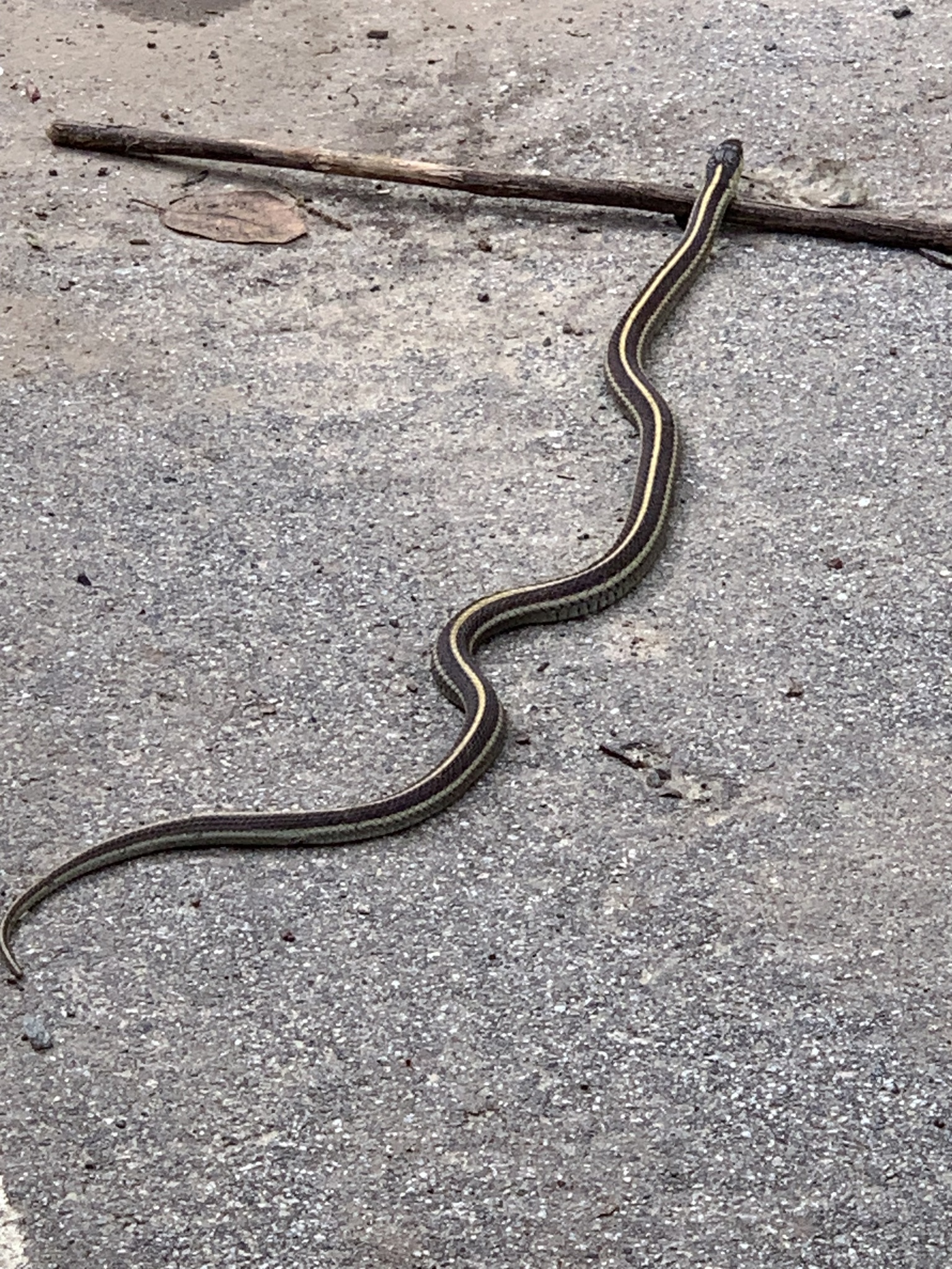 Thamnophis elegans (Baird & Girard, 1853)