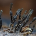 Pyrenophora seminiperda - Photo (c) Stu Pickell, algunos derechos reservados (CC BY-NC), subido por Stu Pickell