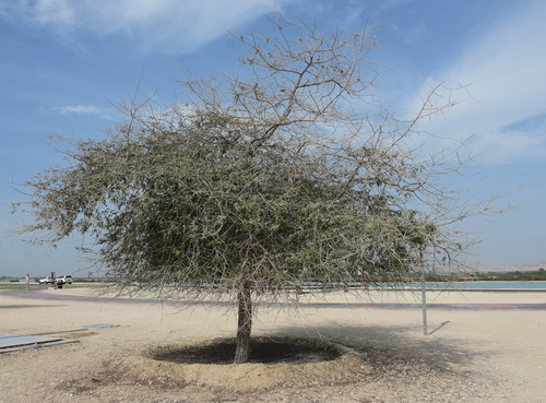 Image of Prosopis cineraria by (c) Thorsten Hackbarth, some rights reserved (CC BY)
