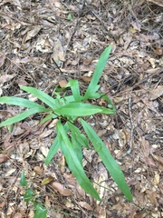 Asimina angustifolia