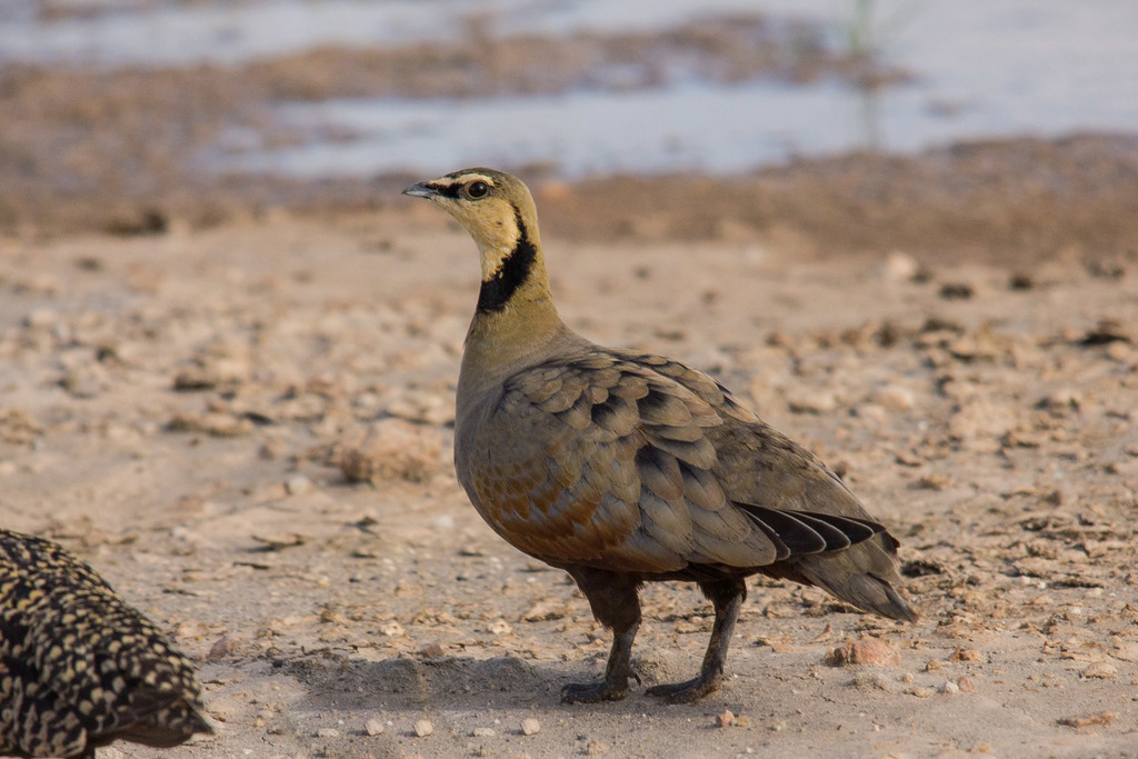 Sandgrouse