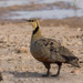 Sandgrouse - Photo (c) Peter Steward, some rights reserved (CC BY-NC)