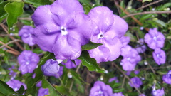 Brunfelsia uniflora