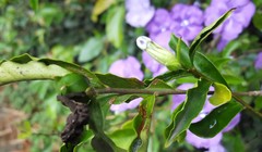 Brunfelsia uniflora
