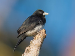 Cone-Billed Tanager photo 5
