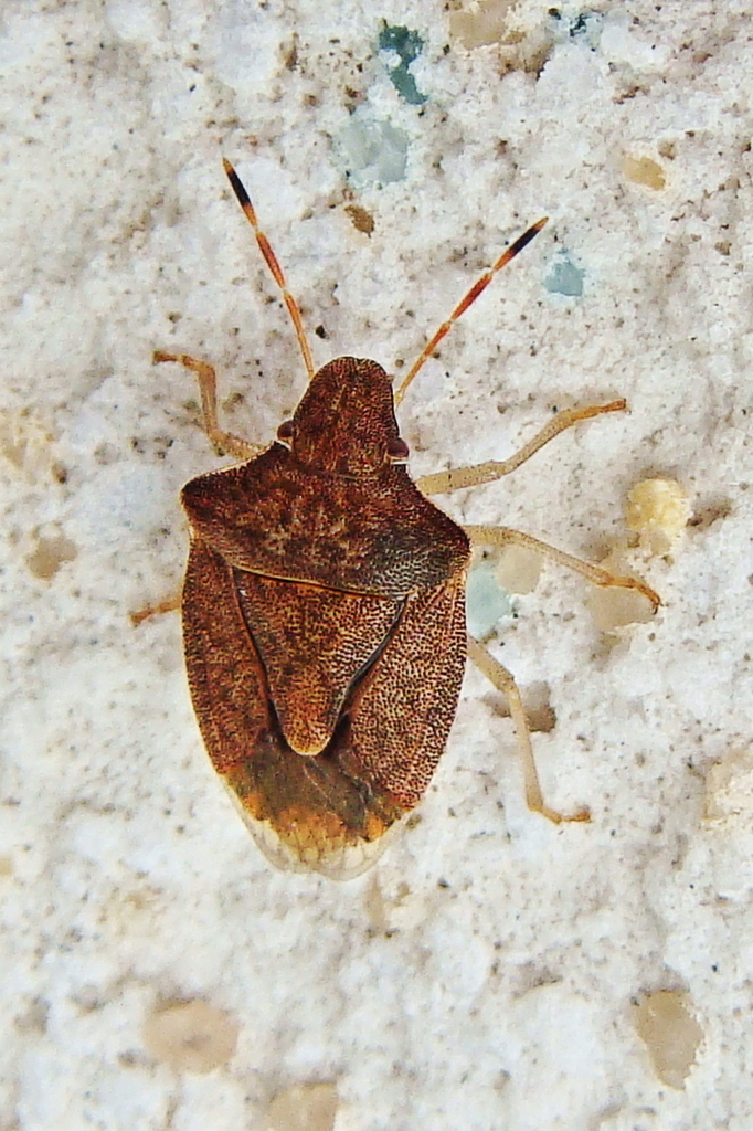 Peribalus strictus strictus