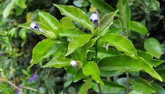 Brunfelsia uniflora