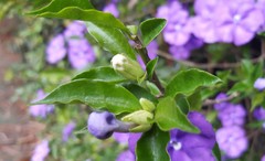 Brunfelsia uniflora