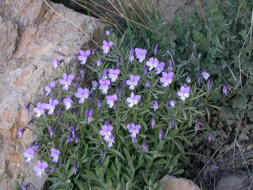 Viola guaxarensis image