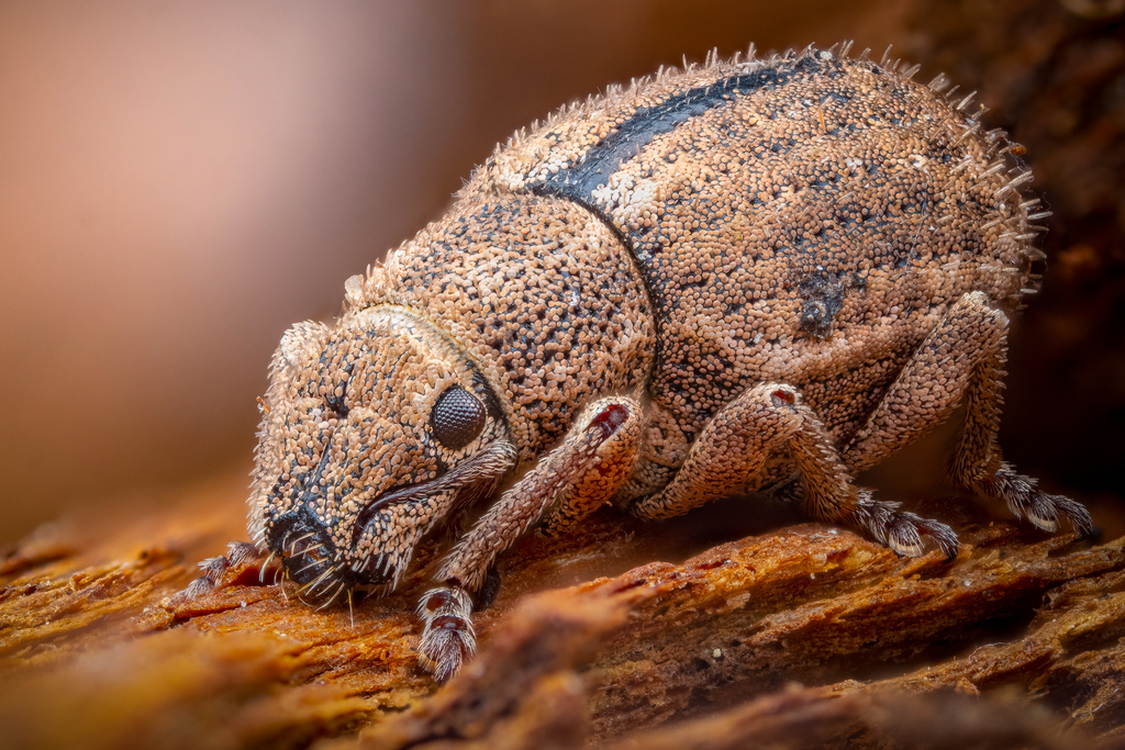 Strophosoma melanogrammum melanogrammum
